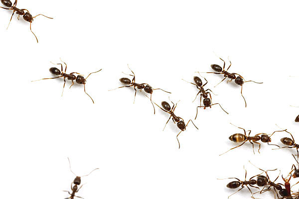 ants